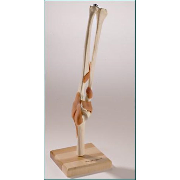 Denoyer-Geppert Anatomical Model, Ultraflex Ligamented Functional Elbow Replica SJ66E